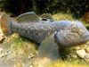 Mengintip Potensi Ikan Goby Air Tawar di Sulteng